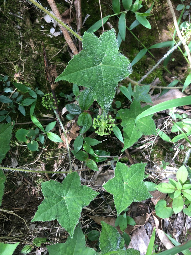Hydrocotyle quinqueloba photo 4