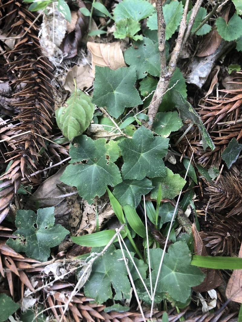 Hydrocotyle quinqueloba photo 5