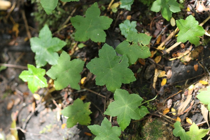 Hydrocotyle quinqueloba photo 6