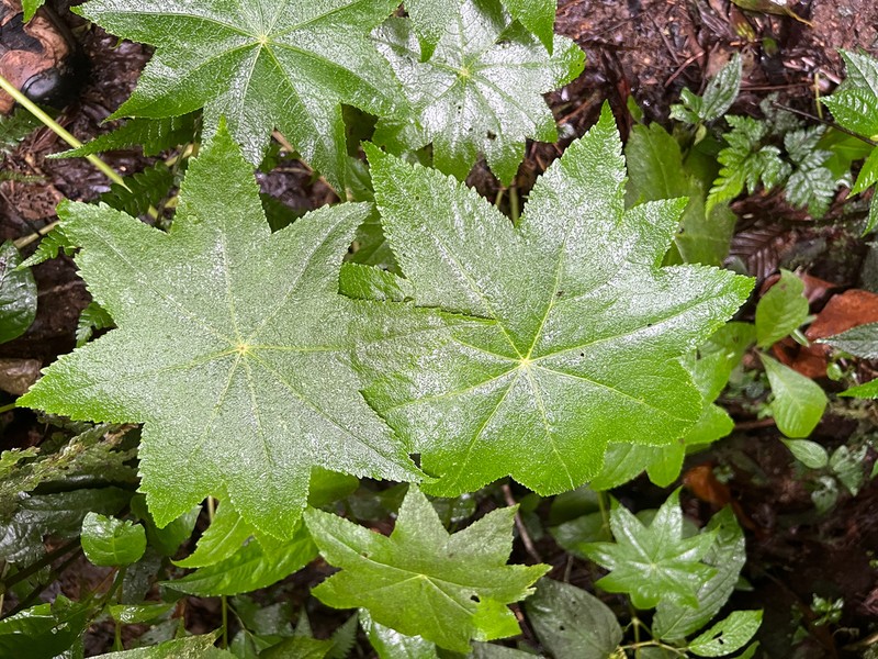Hydrocotyle quinqueloba photo 7