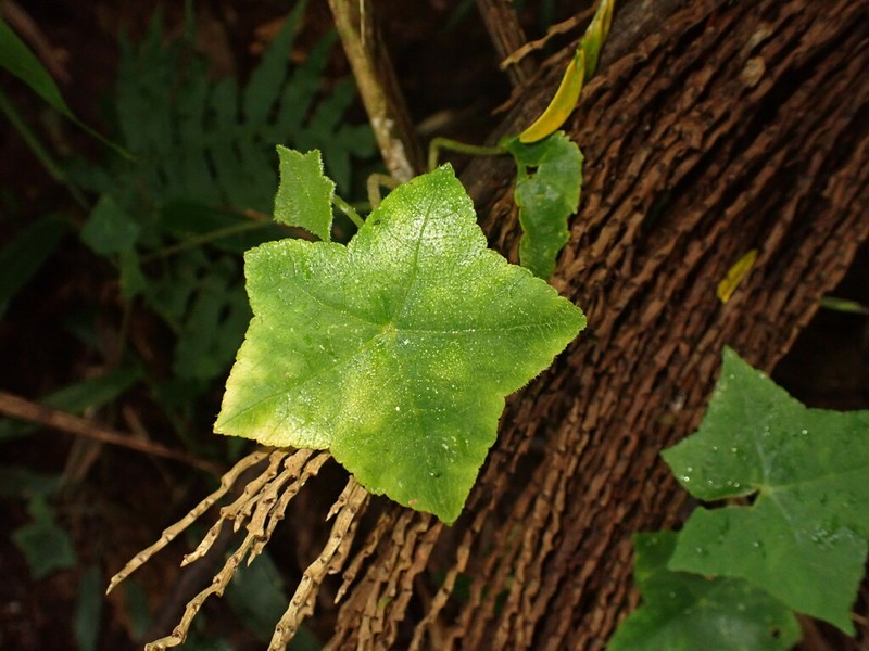 Hydrocotyle quinqueloba photo 8