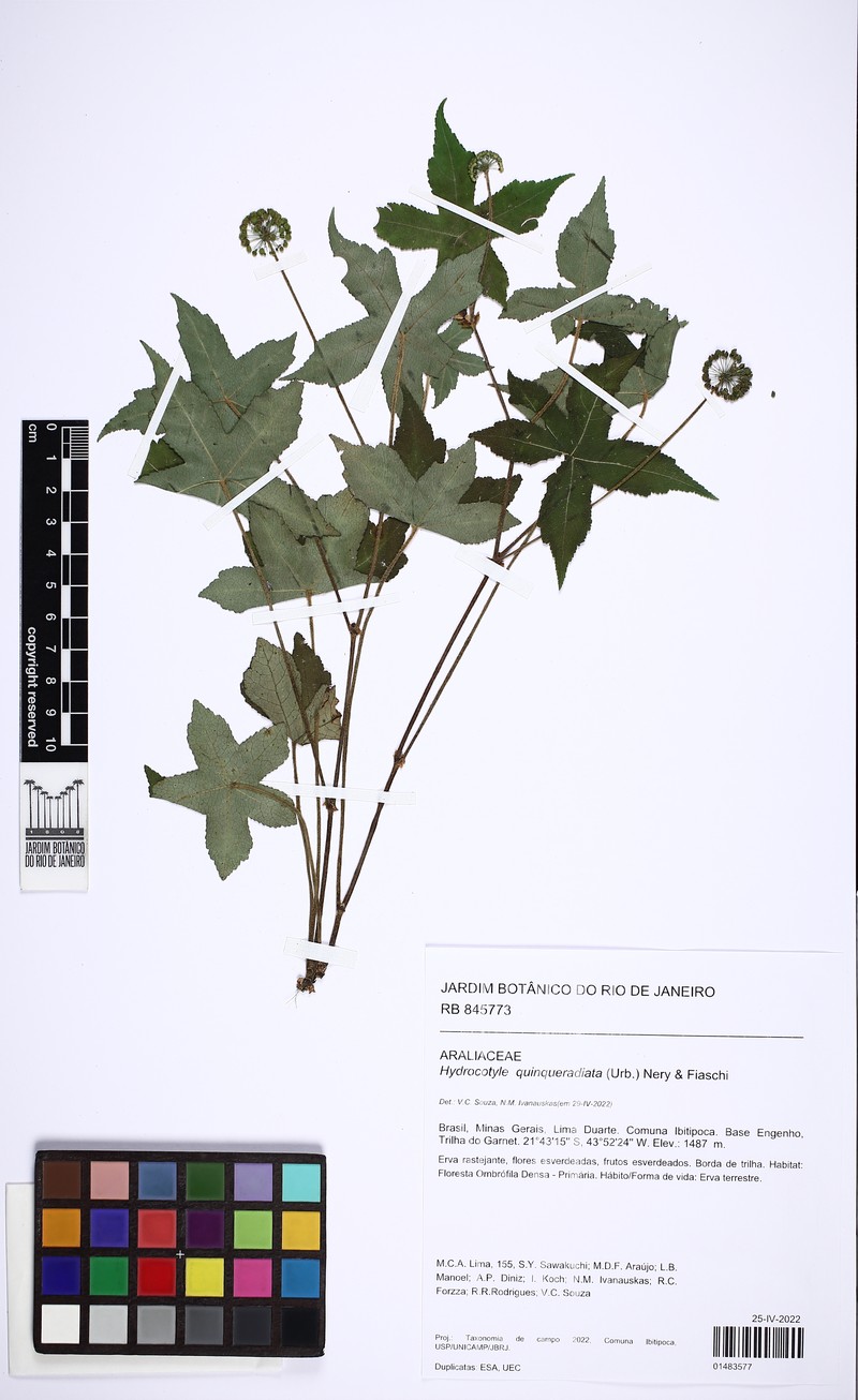 Hydrocotyle quinqueradiata