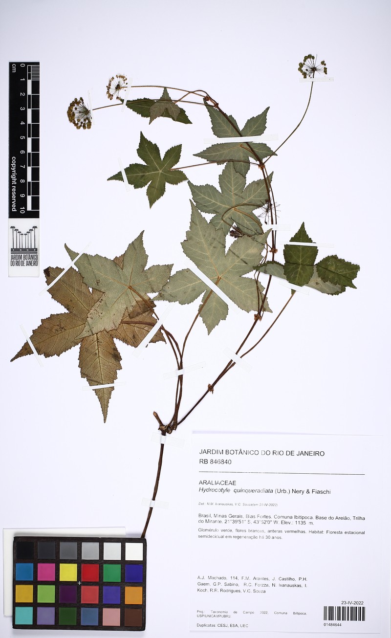 Hydrocotyle quinqueradiata photo 2