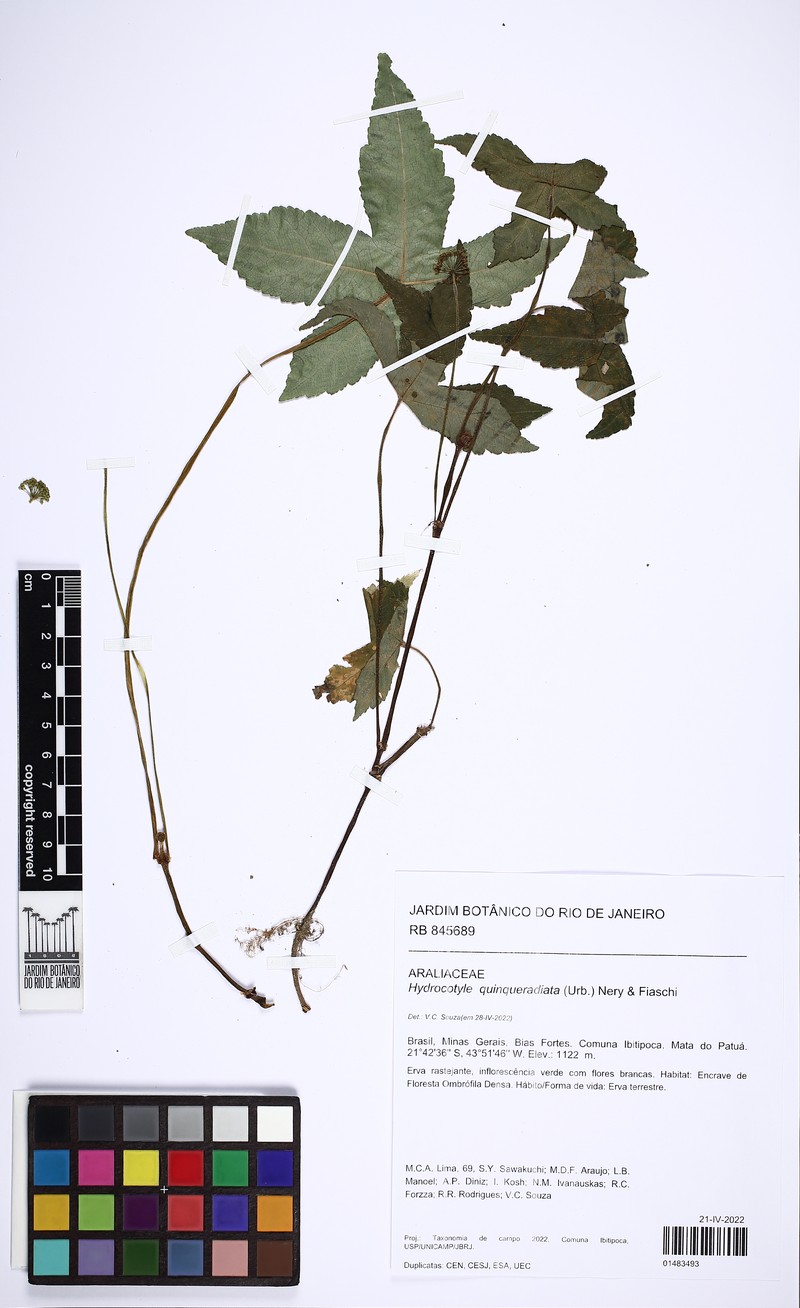 Hydrocotyle quinqueradiata photo 3