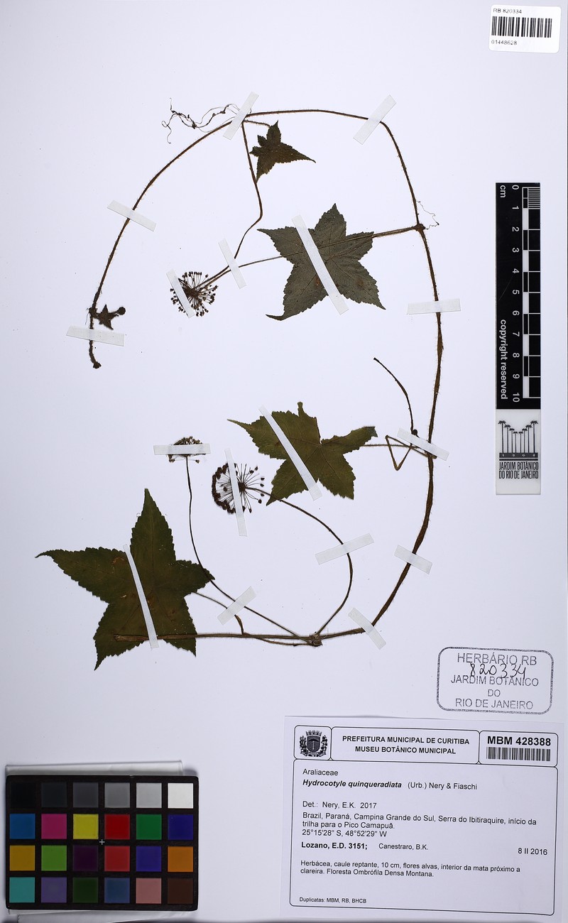Hydrocotyle quinqueradiata photo 4