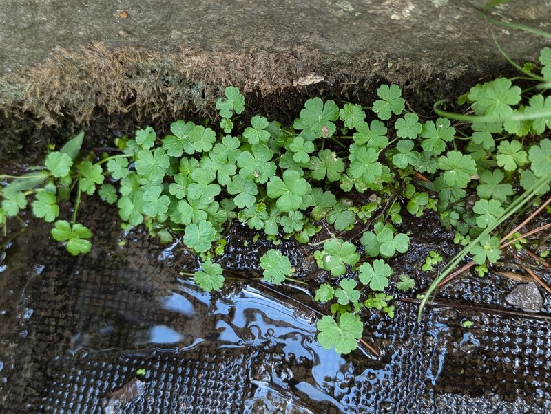 Hydrocotyle ramiflora