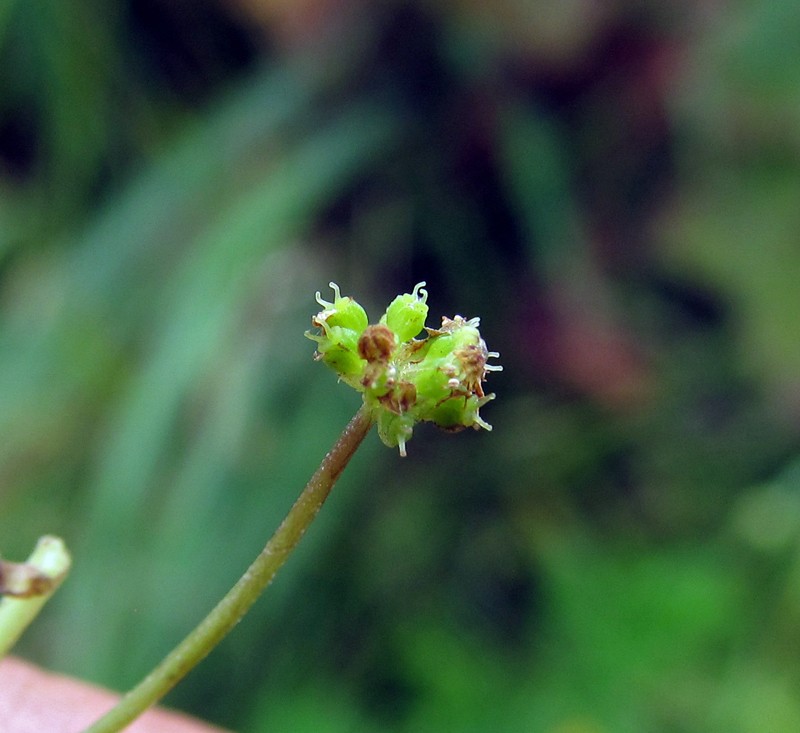 Hydrocotyle ramiflora photo 2