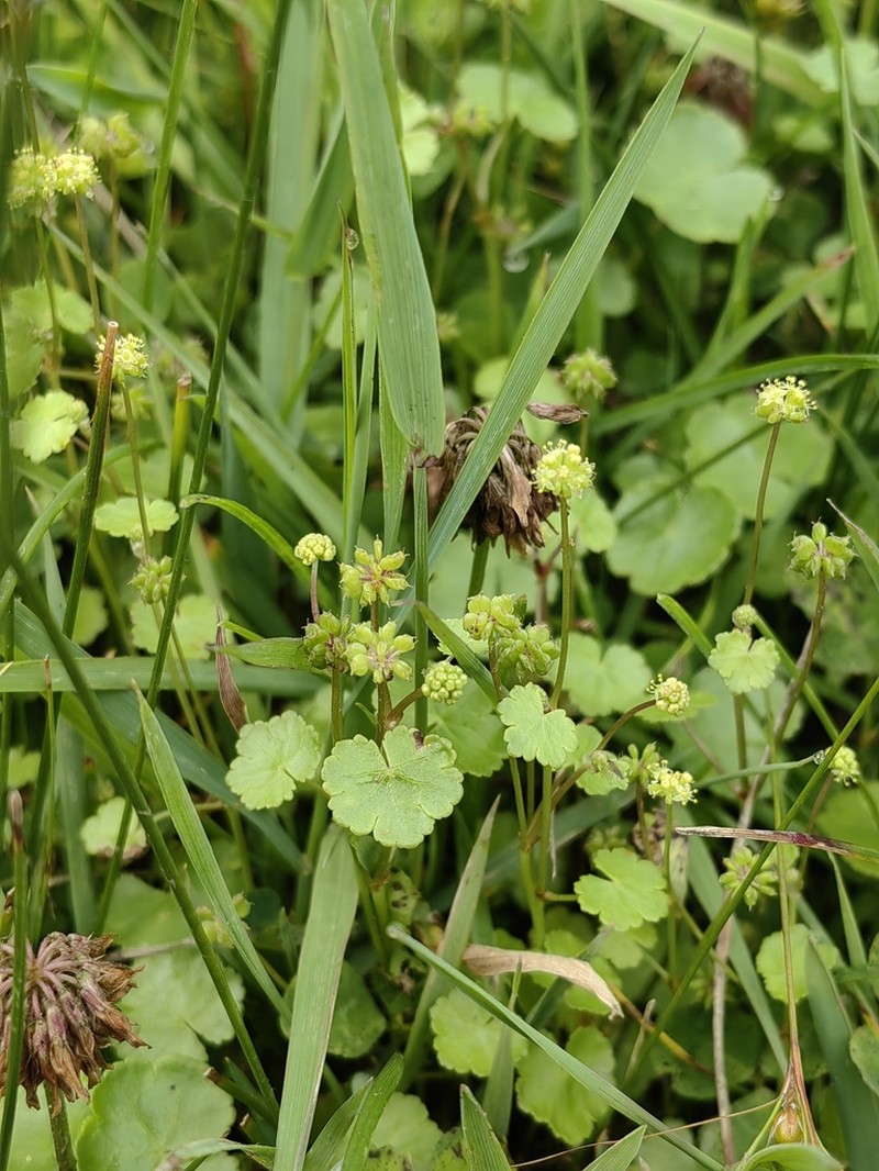 Hydrocotyle ramiflora photo 3