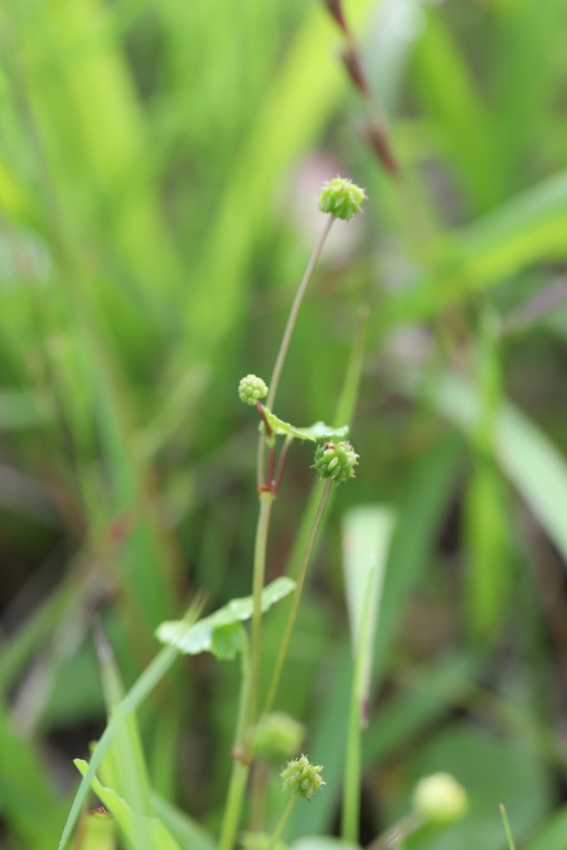 Hydrocotyle ramiflora photo 4