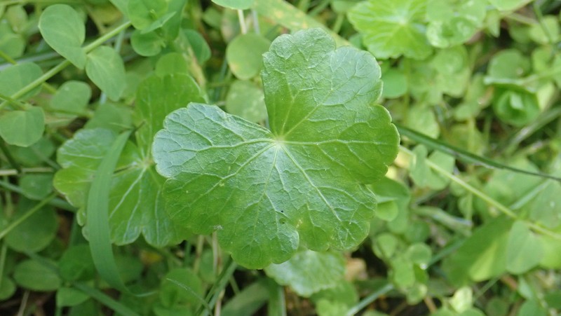 Hydrocotyle ramiflora photo 5