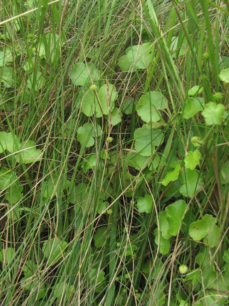 Hydrocotyle ramiflora photo 6