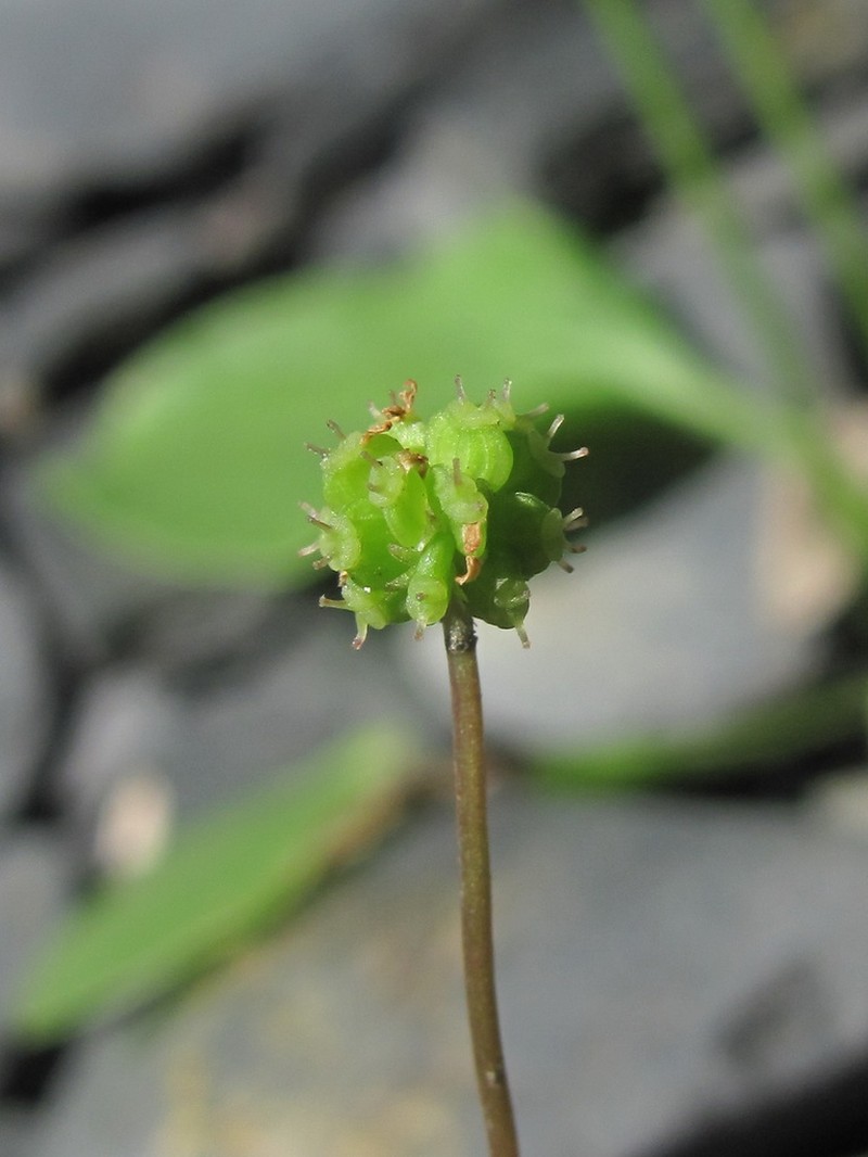 Hydrocotyle ramiflora photo 7
