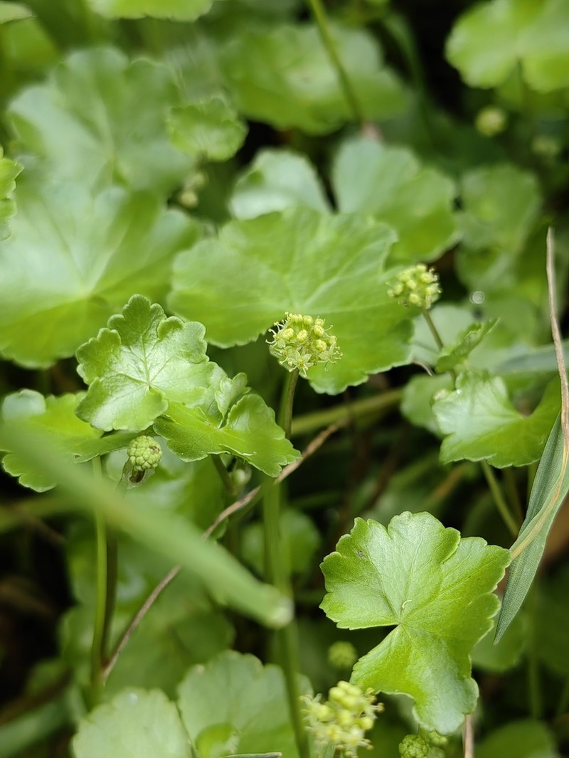 Hydrocotyle ramiflora photo 8