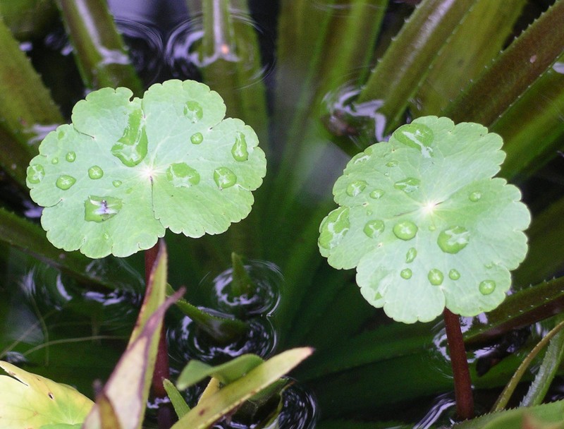 Floating Marshpennywort