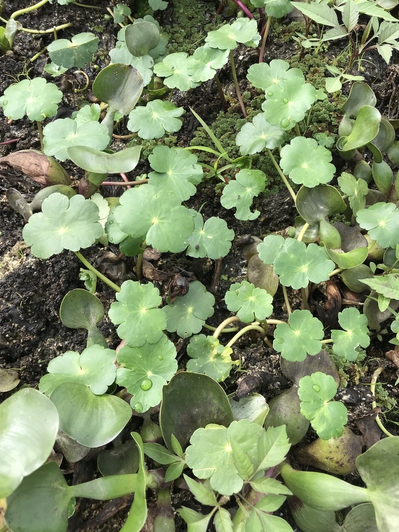 Floating Marshpennywort