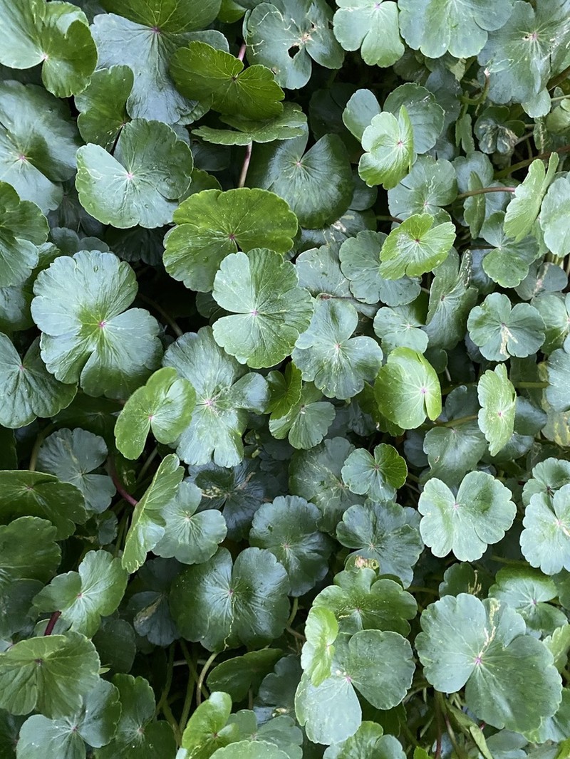 Floating Marshpennywort photo 2