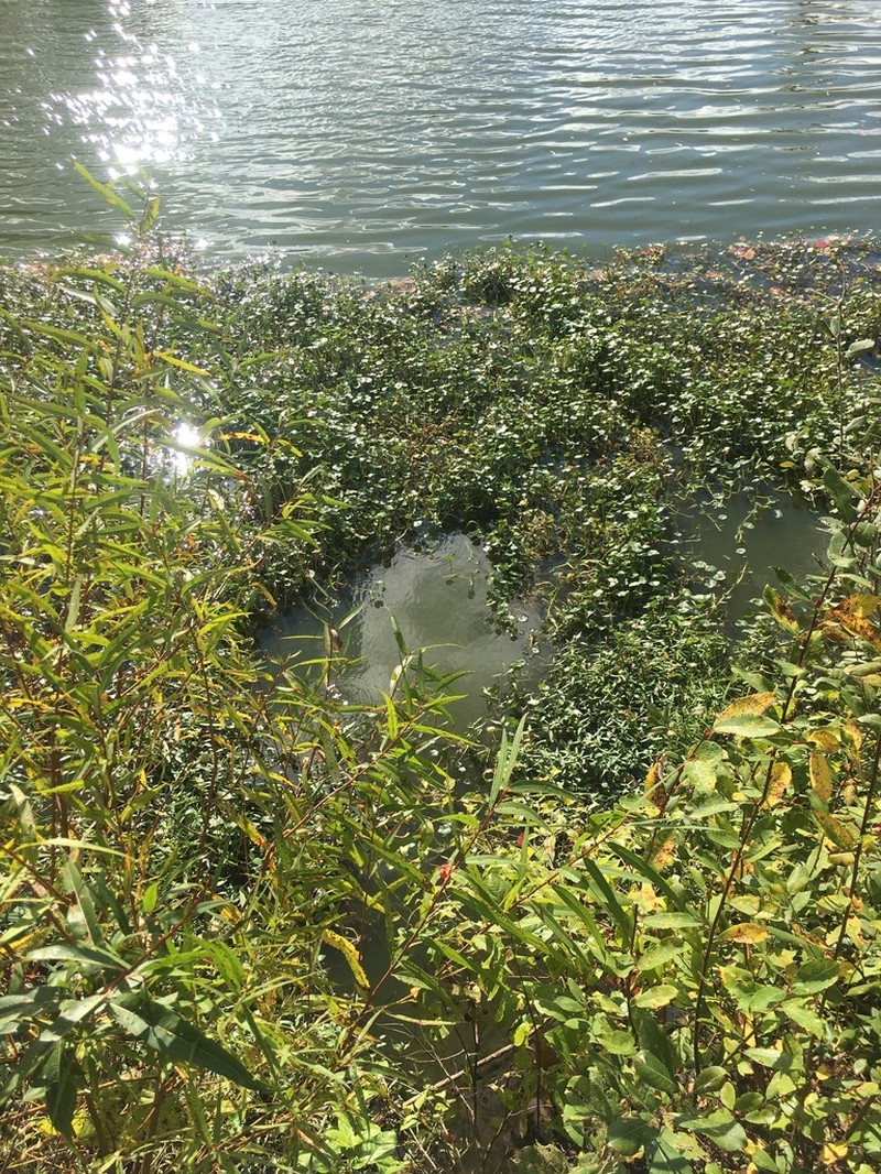 Floating Marshpennywort photo 3