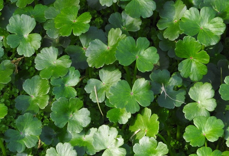 Floating Marshpennywort photo 4