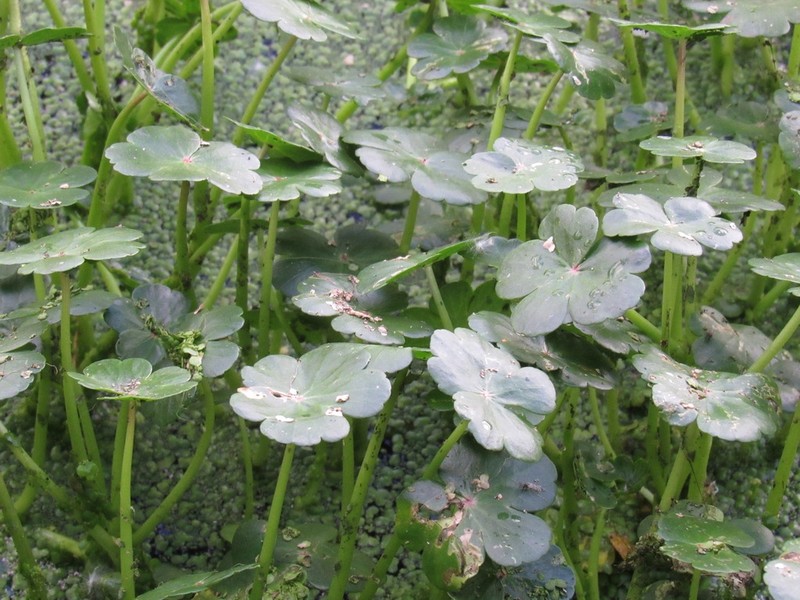 Floating Marshpennywort photo 5