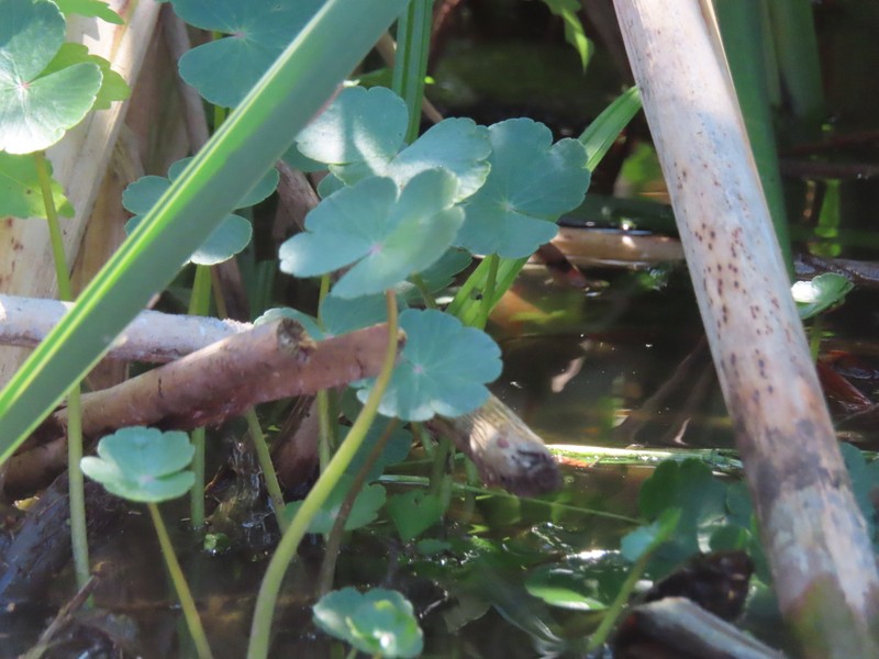Floating Marshpennywort photo 6
