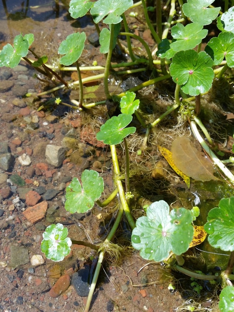Floating Marshpennywort photo 7