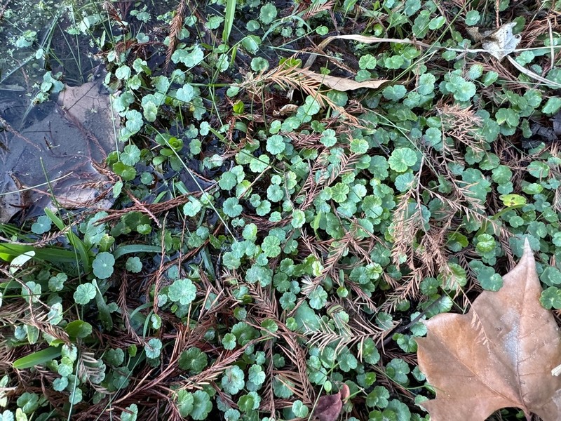 Floating Marshpennywort photo 8