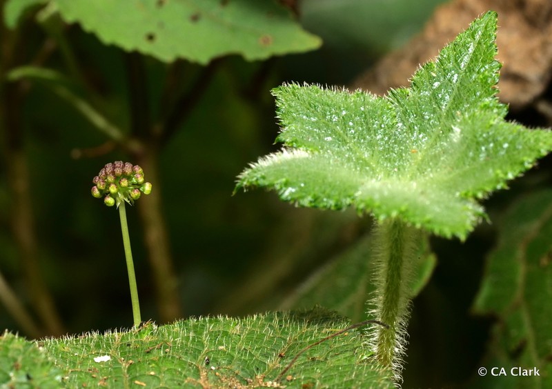 Hydrocotyle ribifolia