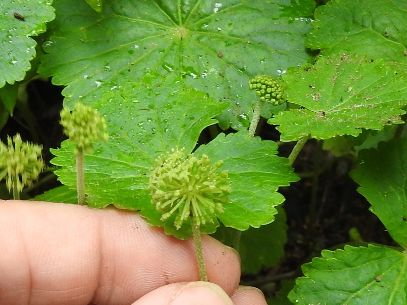 Hydrocotyle ribifolia photo 2