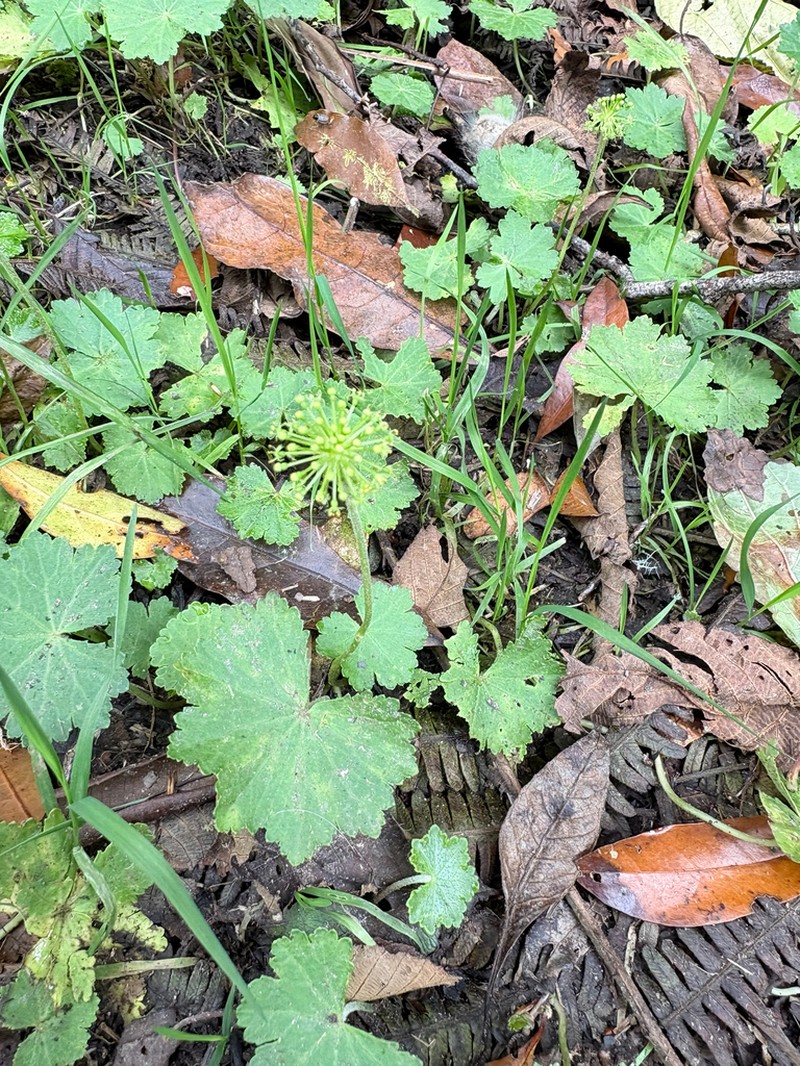 Hydrocotyle ribifolia photo 3