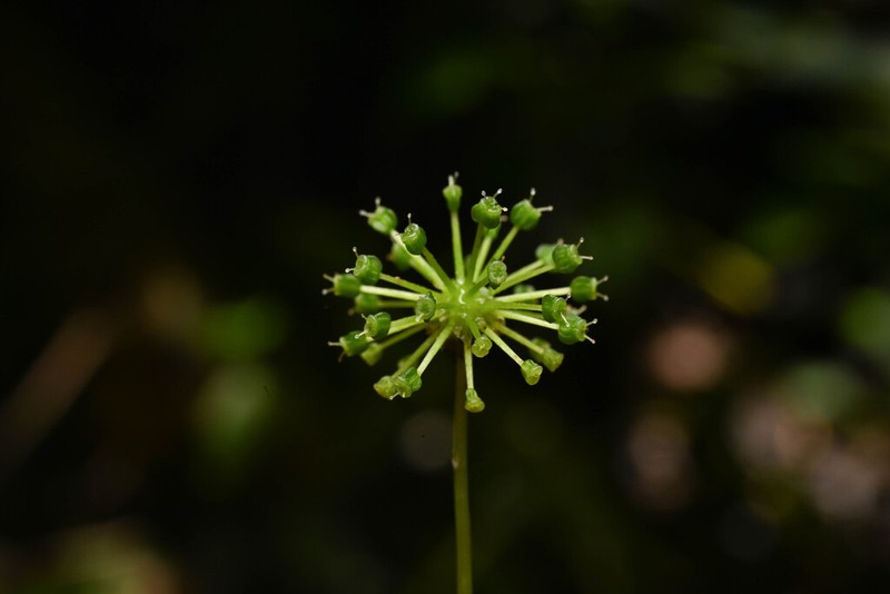 Hydrocotyle ribifolia photo 4