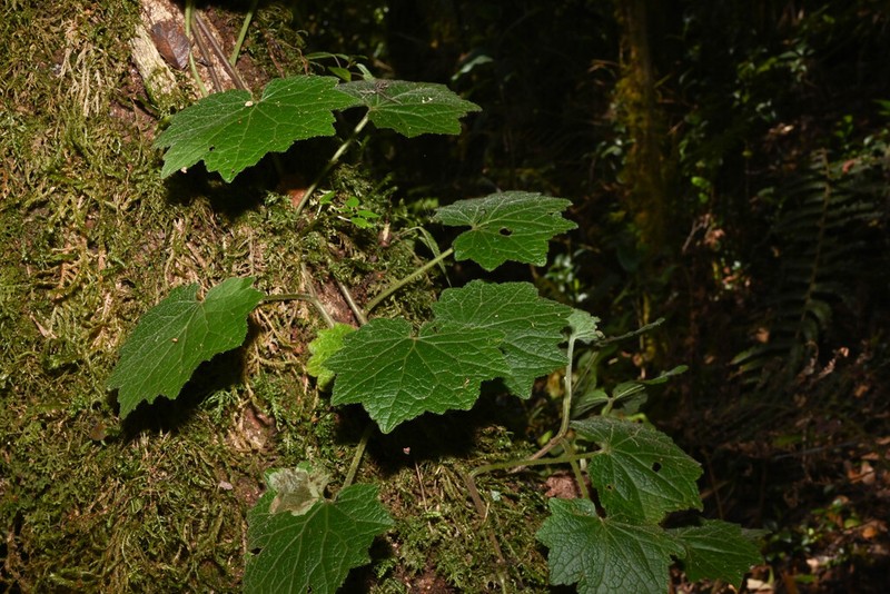Hydrocotyle ribifolia photo 5