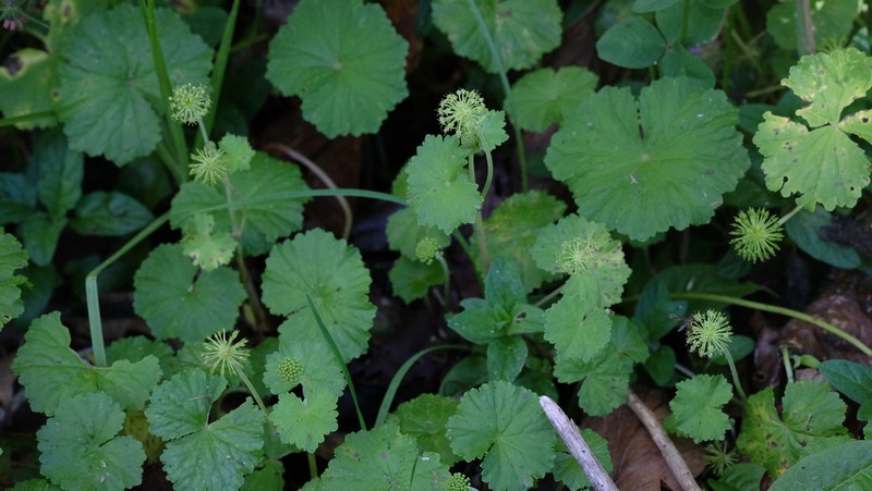 Hydrocotyle ribifolia photo 6