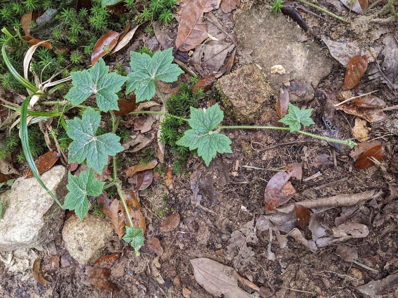 Hydrocotyle ribifolia photo 7