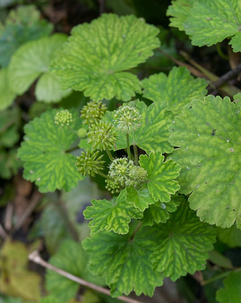 Hydrocotyle ribifolia photo 8