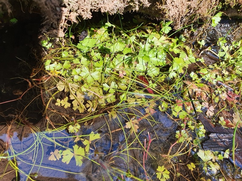 Hydrocotyle rivularis