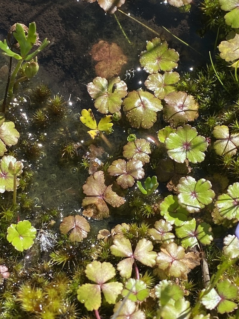 Hydrocotyle rivularis photo 2