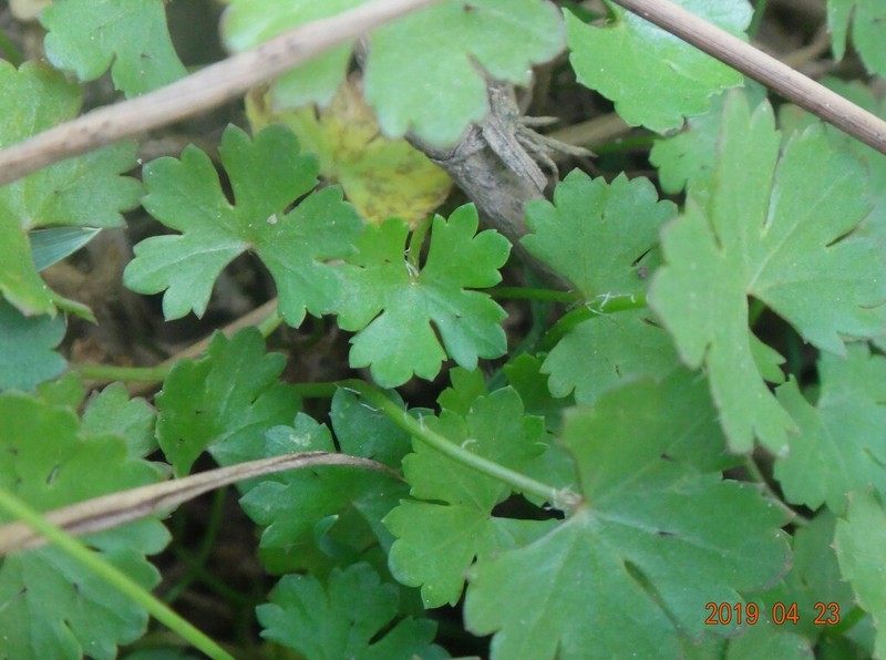 Hydrocotyle rivularis photo 3