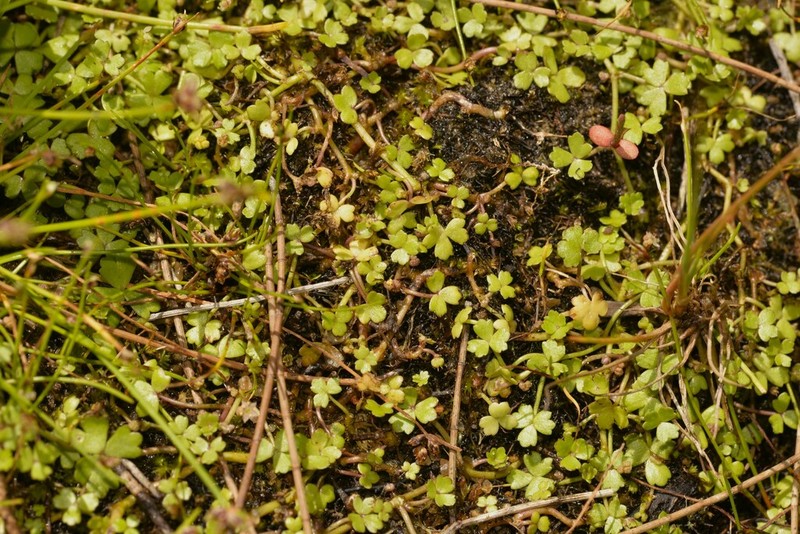 Hydrocotyle rivularis photo 4