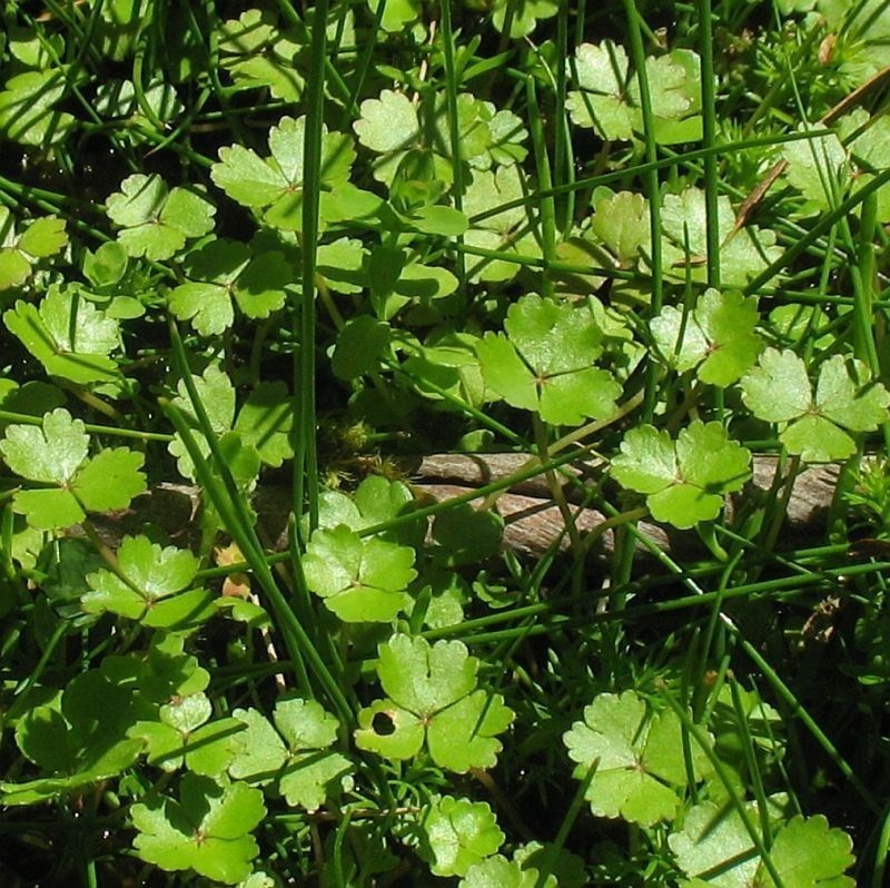 Hydrocotyle rivularis photo 5