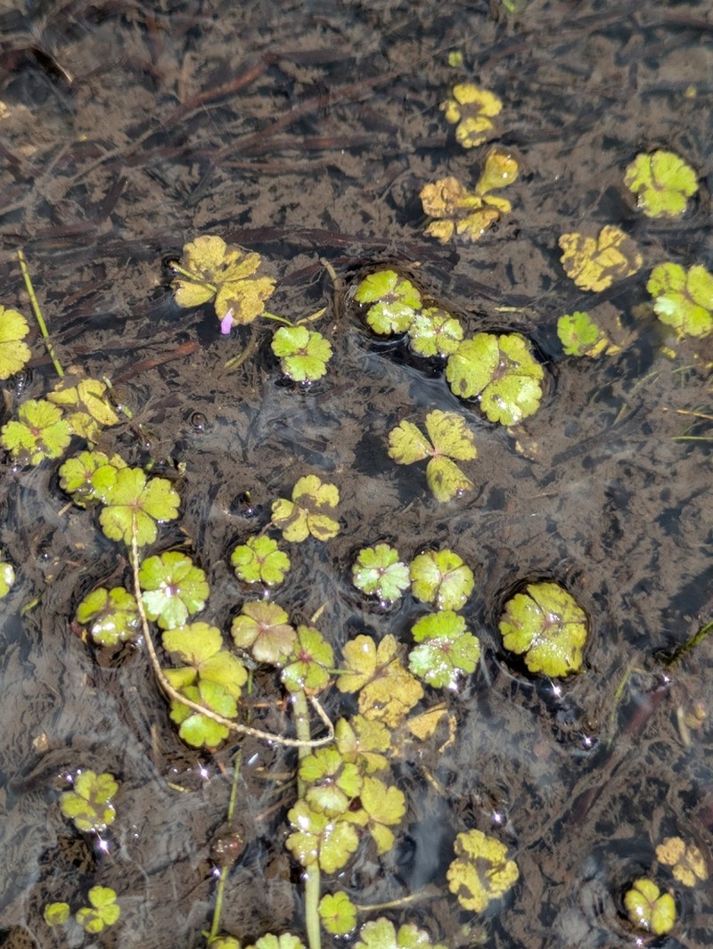Hydrocotyle rivularis photo 6