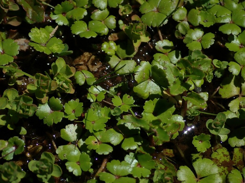 Hydrocotyle rivularis photo 7