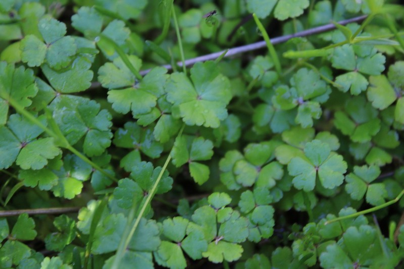 Hydrocotyle rivularis photo 8