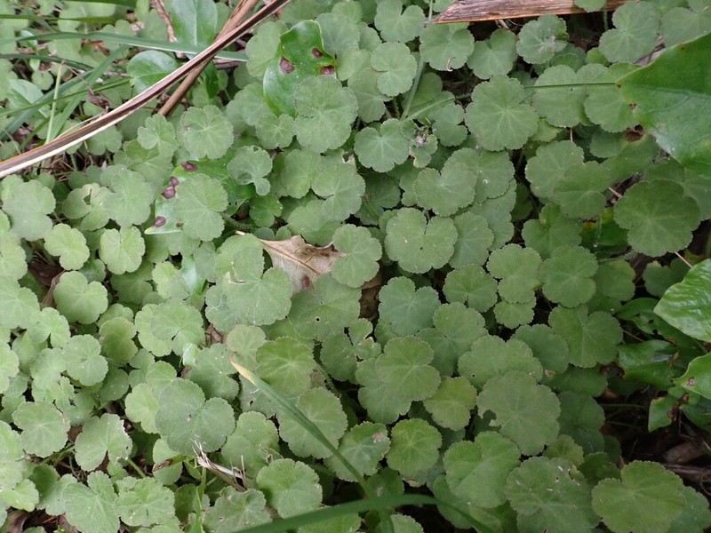 Hydrocotyle robusta photo 2