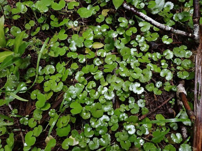 Hydrocotyle robusta photo 3