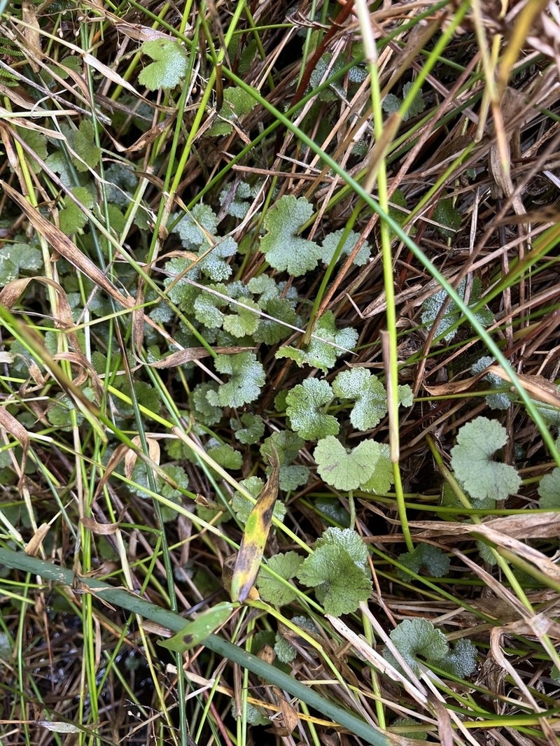 Hydrocotyle robusta photo 4