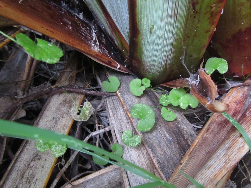 Hydrocotyle robusta photo 5