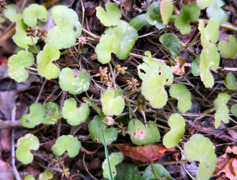 Hydrocotyle robusta photo 6