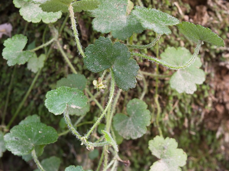 Hydrocotyle robusta photo 7