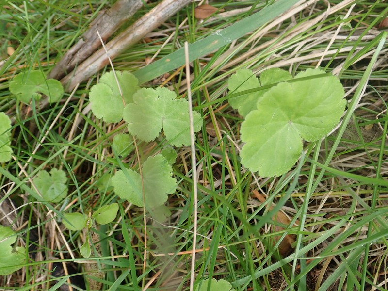 Hydrocotyle robusta photo 8