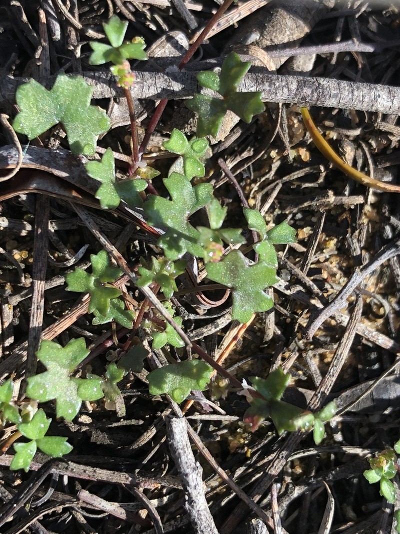 Hydrocotyle rugulosa